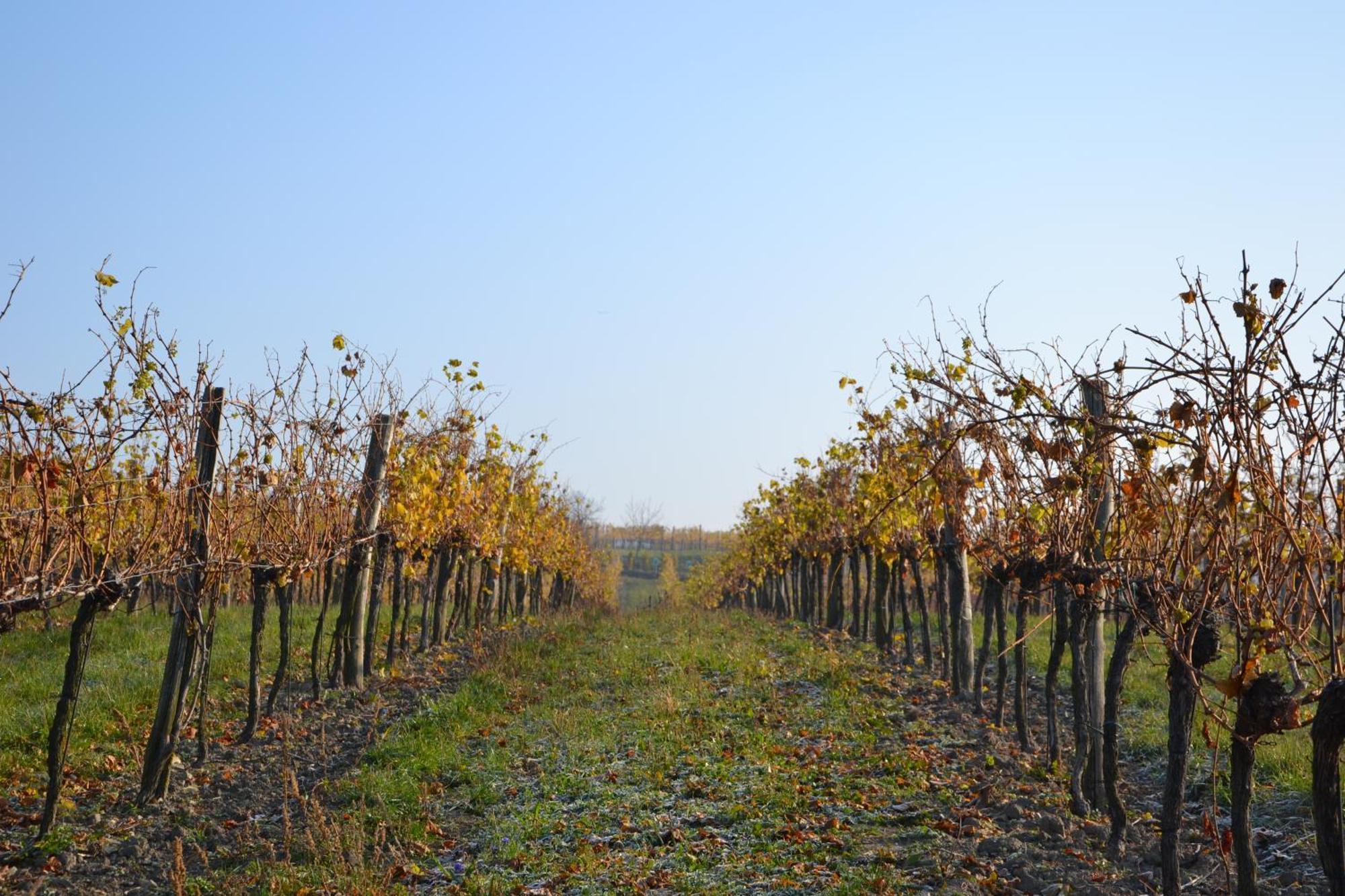 Wein + Bett Wiedeck Stetten Extérieur photo