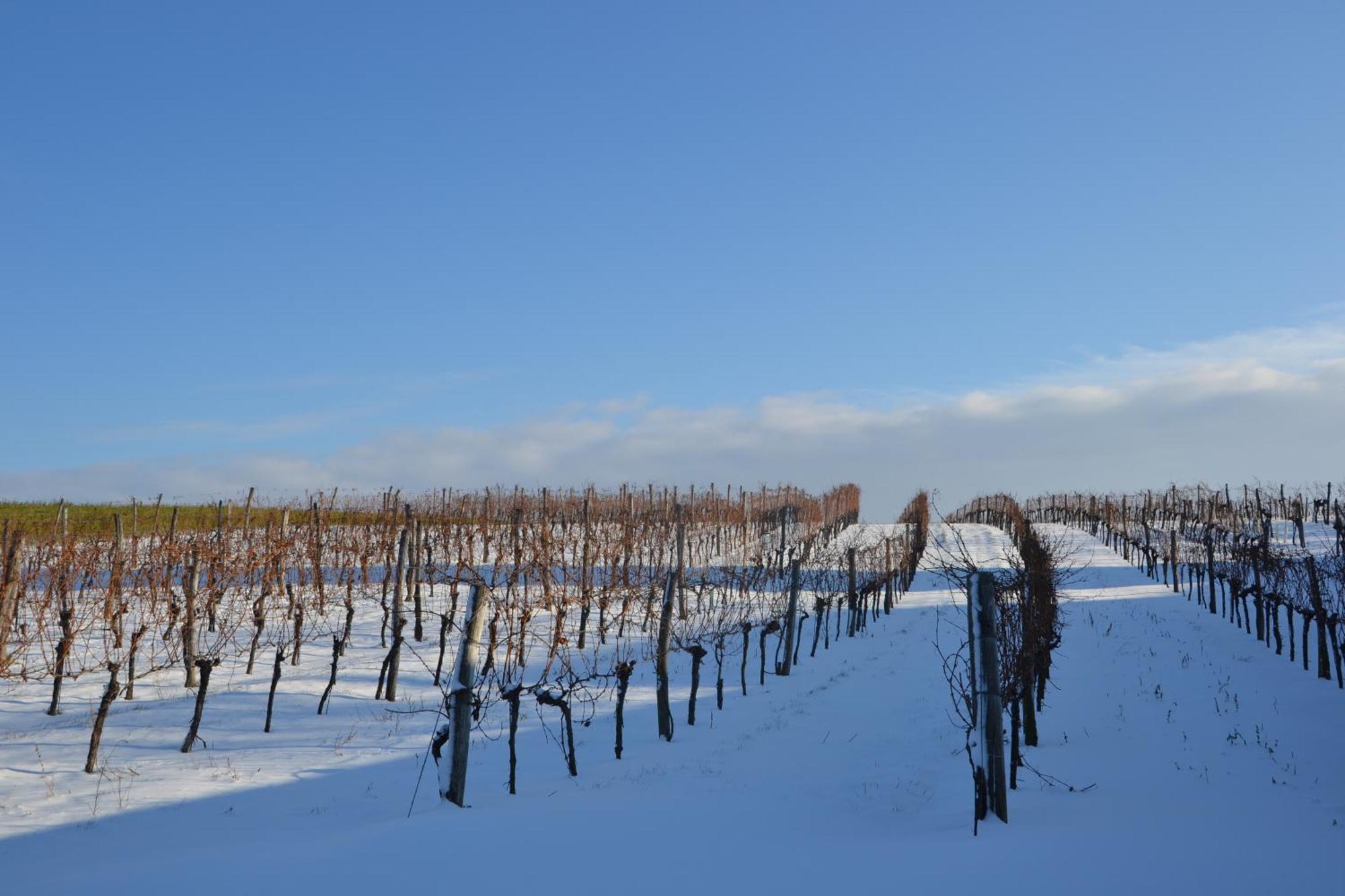 Wein + Bett Wiedeck Stetten Extérieur photo
